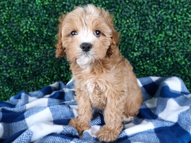 Cavapoo-Dog-Male-Red-4987818-XO PUPS