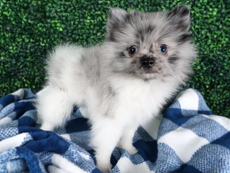[#14558] Blue Merle Male Pomeranian Puppies For Sale #2