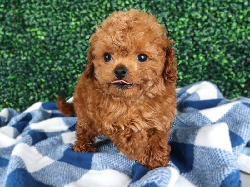 [#14557] Ruby Male Cavapoo Puppies For Sale #2