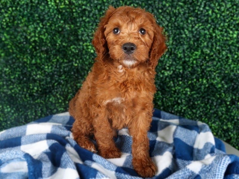 [#14549] Red Male Miniature Goldendoodle F1B Puppies For Sale #3