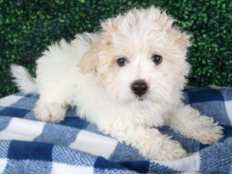 [#14538] Apricot Parti Female Maltipoo Puppies For Sale #2