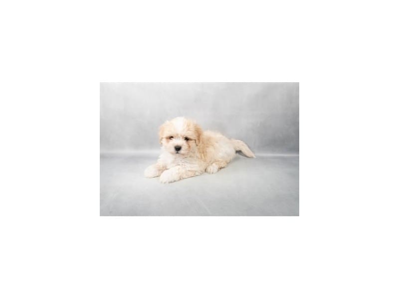 [#14563] Cream Male Latese Puppies For Sale #2