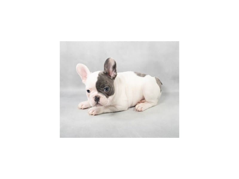[#14565] Blue Male French Bulldog Puppies For Sale #2