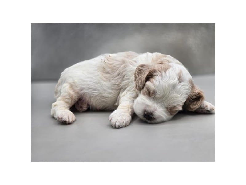 [#14566] White / Buff Male Cock A Poo Puppies For Sale #2