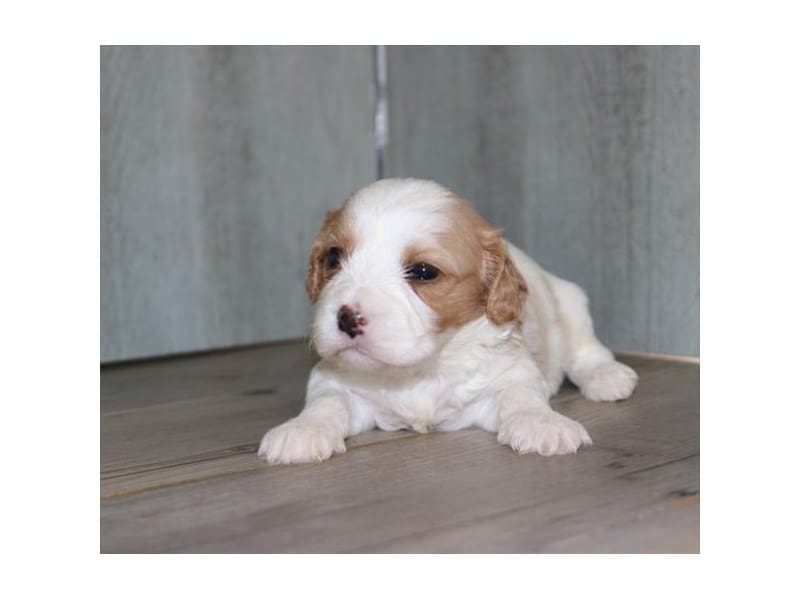 [#14561] Blenheim / White Male Cavachon Puppies For Sale #2