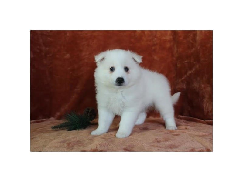 [#14562] White Male American Eskimo Dog Puppies For Sale #2