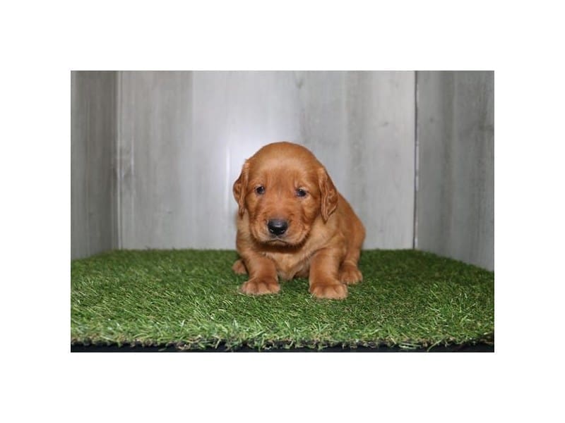 [#14575] Golden Male Golden Retriever Puppies For Sale #2