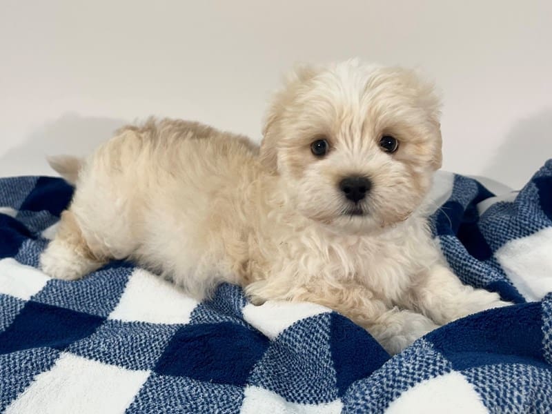 [#14563] Cream Male Latese Puppies For Sale #3