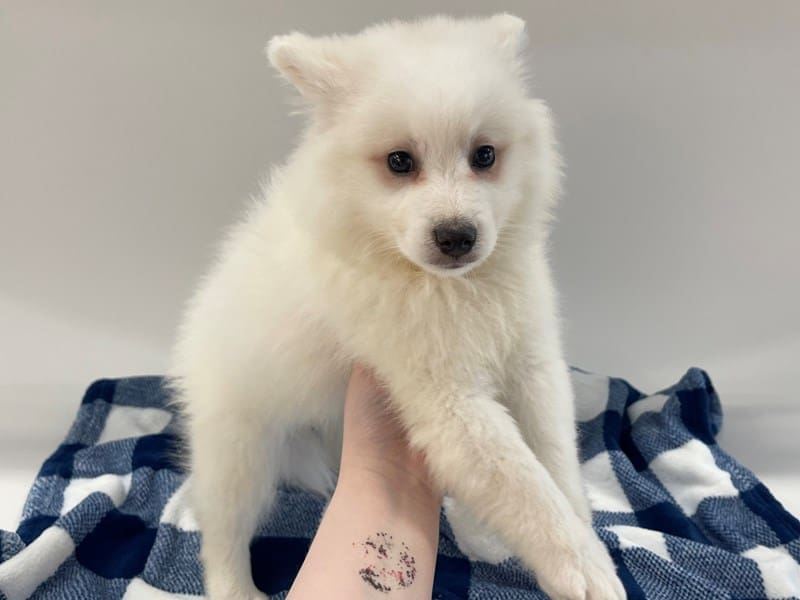[#14562] White Male American Eskimo Dog Puppies For Sale #3