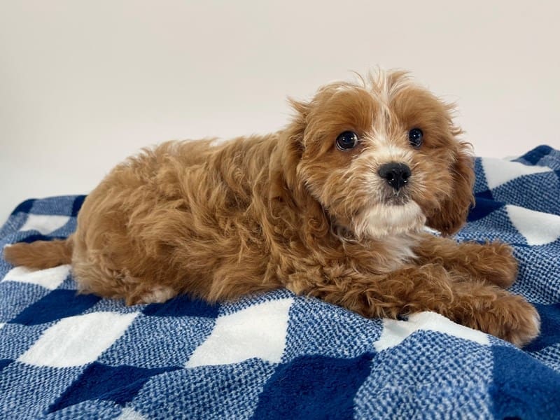 [#14570] Red Female Cavapoo Puppies For Sale #2