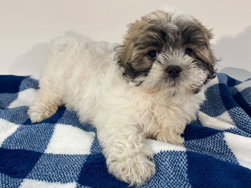 Malshi-Dog-Male-Sable & White-4994013-XO PUPS