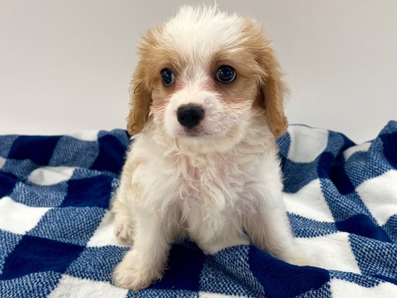 [#14561] Blenheim / White Male Cavachon Puppies For Sale #3