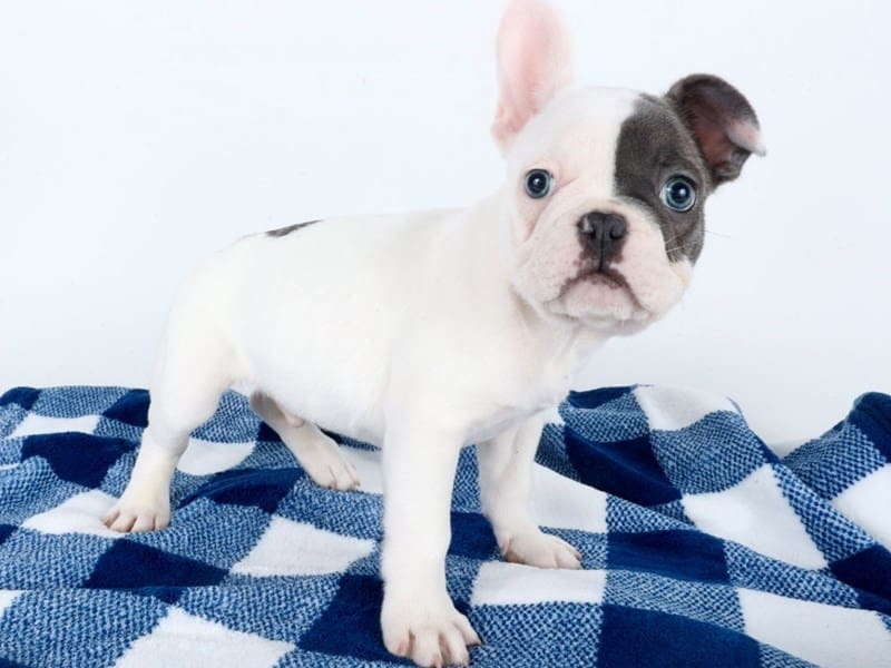 French Bulldog-Dog-Male-Blue-4992074-XO PUPS