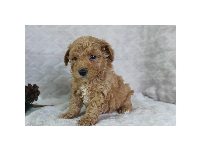 Poochon-Dog-Male-Red-4999095-XO PUPS