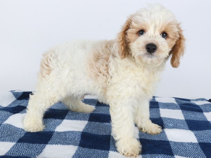 Cock A Poo-Dog-Male-White / Buff-4992859-XO PUPS