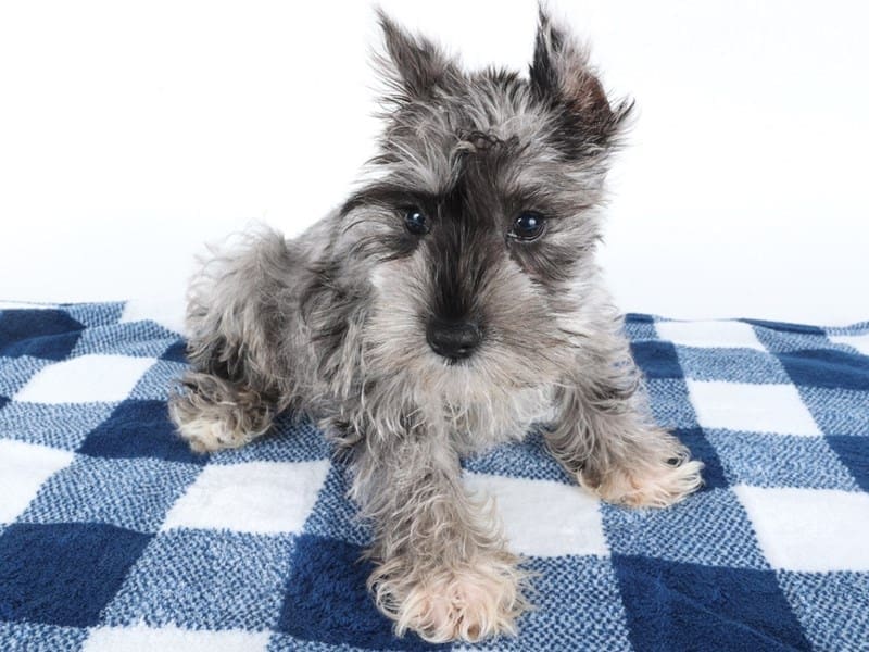 Miniature Schnauzer-Dog-Female-Blue Merle-4986723-XO PUPS