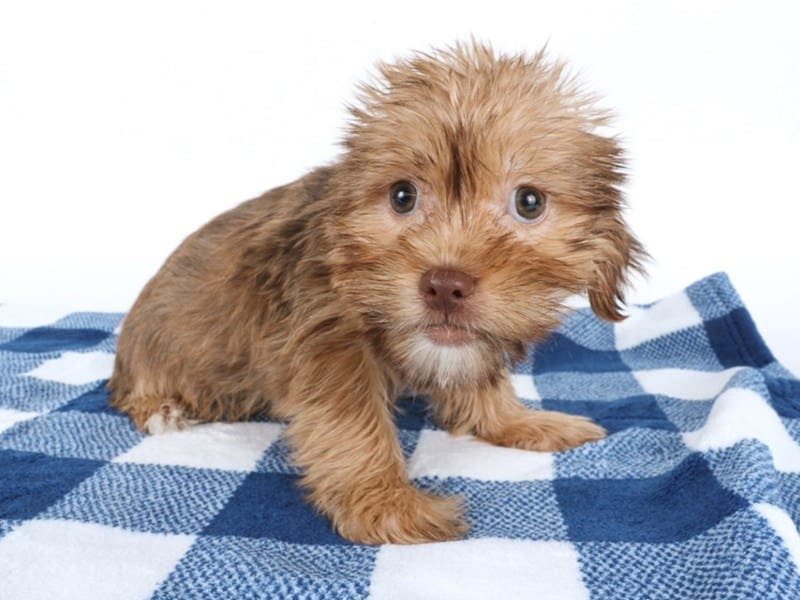 [#14582] Brown Female Shorkie Puppies For Sale #3
