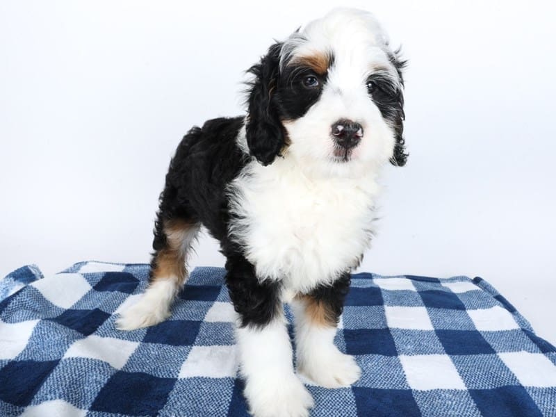 Miniature Bernedoodle-Dog-Male-Tri-Colored-4999091-XO PUPS