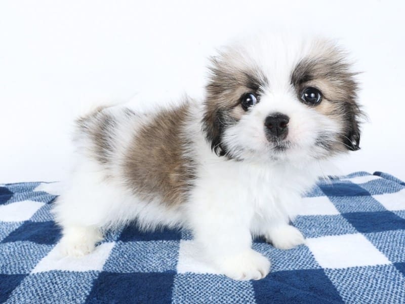 [#14579] Brown / White Male Teddy Bear Puppies For Sale #3