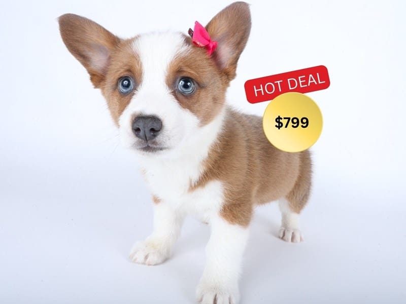 [#14505] Blue Sable Female Pembroke Welsh Corgi Puppies For Sale #3