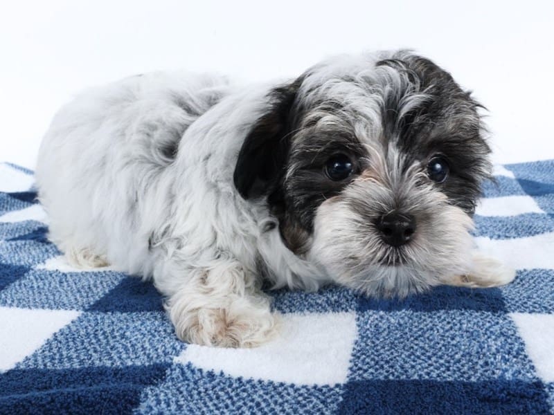 Maltipoo-Dog-Male-Black/White/Tan-5006467-XO PUPS