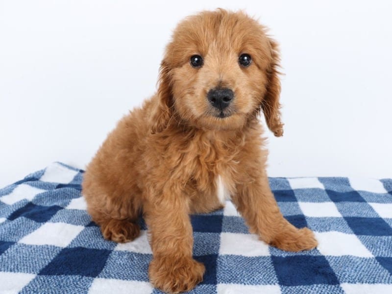 Goldendoodle F1b-Dog-Female-Red-5006306-XO PUPS