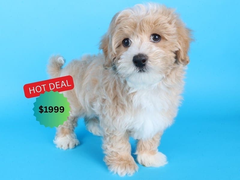 [#14545] Cream/White Male Maltipoo Puppies For Sale #3