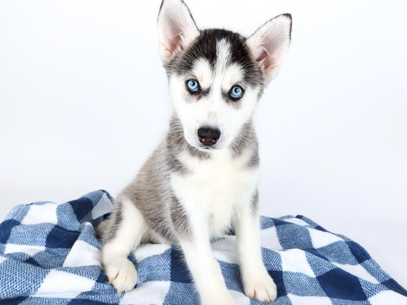 Siberian Husky-Dog-Female-Black / White-4992856-XO PUPS