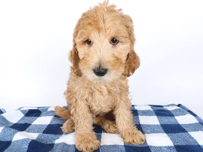 [#14577] Red Male Goldendoodle Standard F1 Puppies For Sale #3