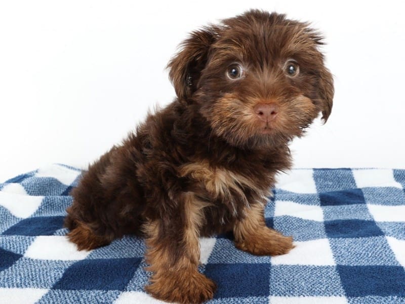 [#14587] Chocolate Male Yorkshire Terrier Puppies For Sale #3
