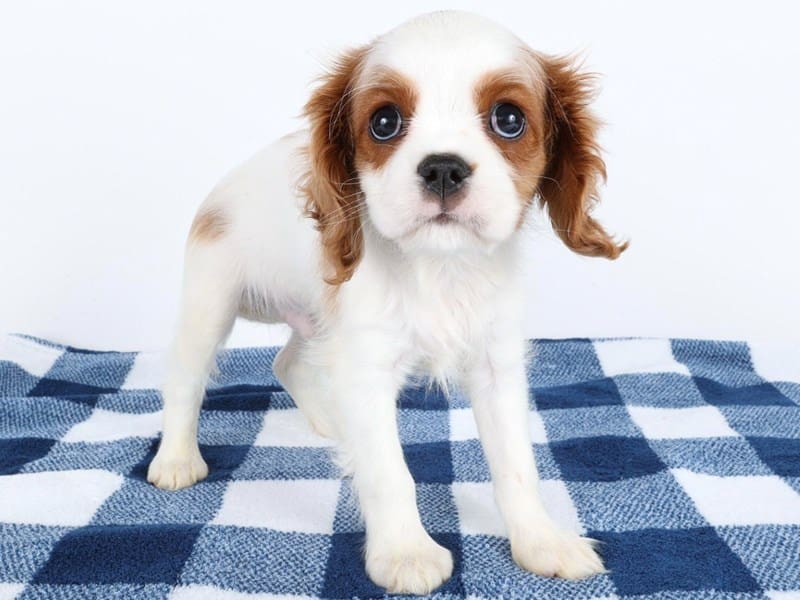 [#14588] Blenheim Male Cavalier King Charles Spaniel Puppies For Sale #3