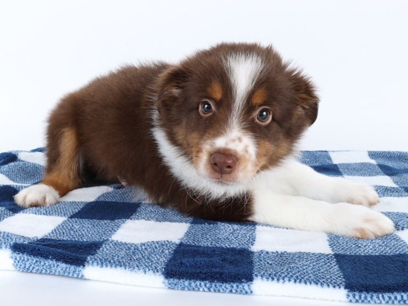 [#14589] Red Tan / White Male Miniature Australian Shepherd Puppies For Sale #3