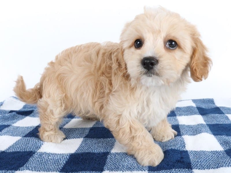 [#14602] Cream Male Cavapoo Puppies For Sale #2