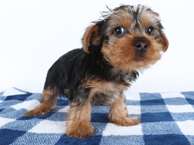 [#14592] Black / Tan Male Yorkshire Terrier Puppies For Sale #3
