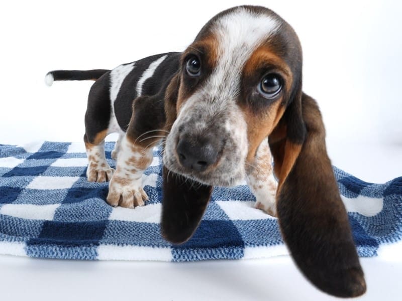 Basset Hound-Dog-Female-Tri-Colored-5006221-XO PUPS
