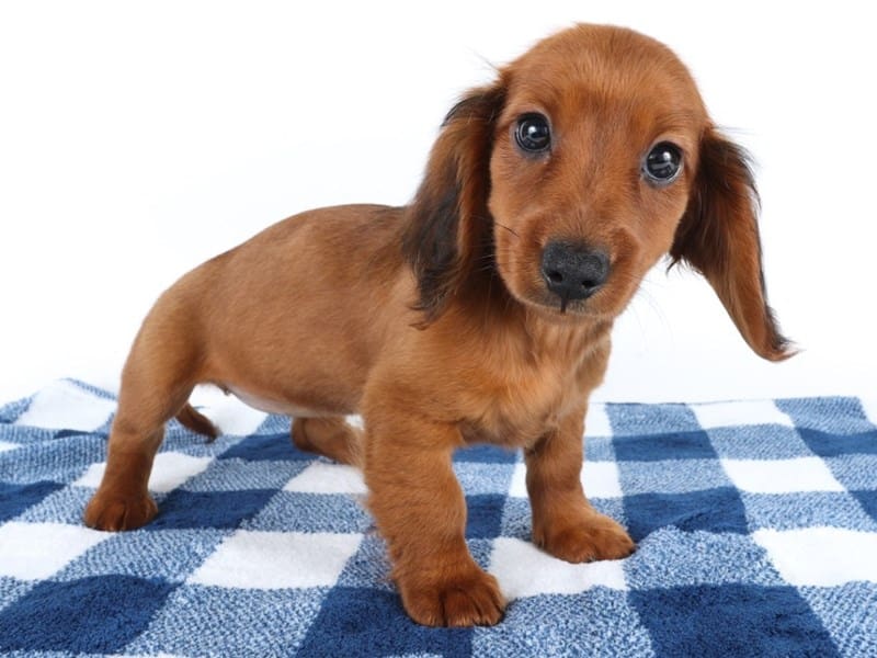 [#14594] Red Female Miniature Dachshund Puppies For Sale #2
