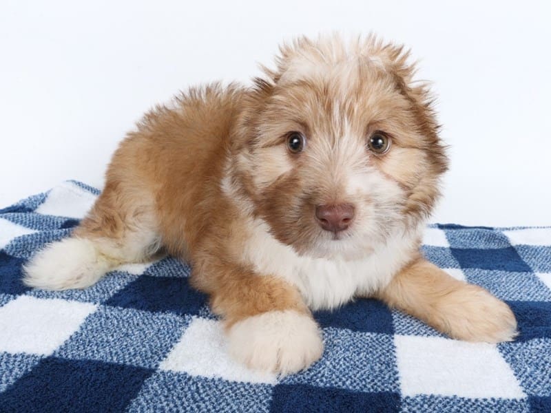 Aussiechon-Dog-Male-Brown / White-4999102-XO PUPS