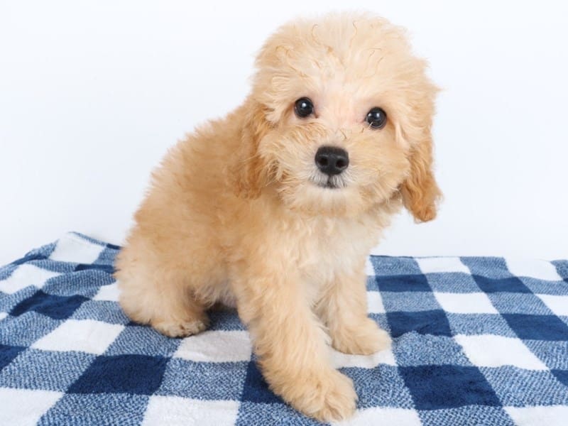 [#14597] Red Cream Male Yorkiepoo Puppies For Sale #2