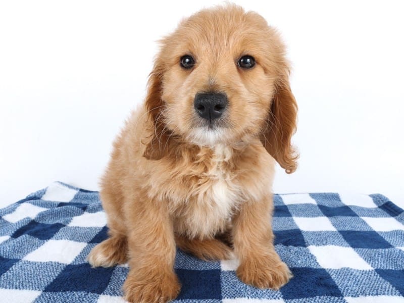 [#14598] Red Female Goldendoodle F1b Puppies For Sale #2