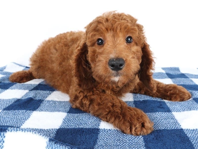 [#14600] Red Male Goldendoodle F1b Puppies For Sale #2