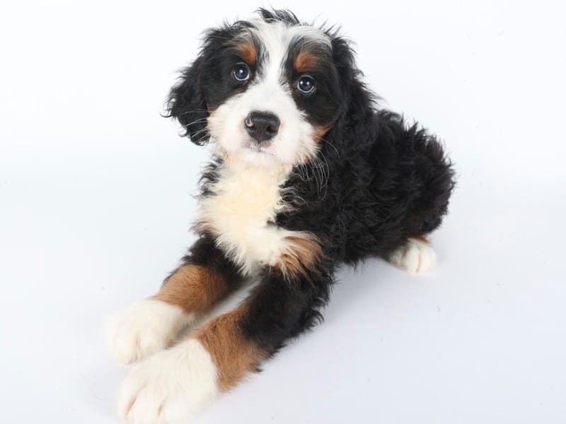 [#14607] Tri Color Male Miniature Bernedoodle Puppies For Sale #2