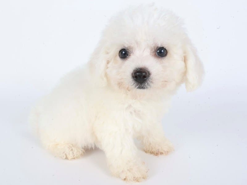 [#14608] White Female Bichon Frise Puppies For Sale #2