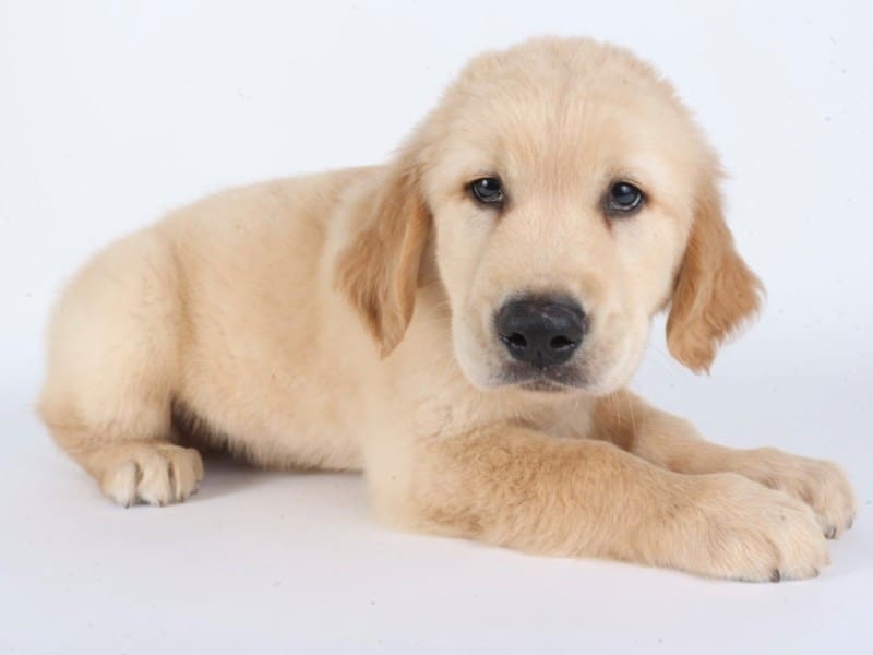 Golden Retriever-Dog-Male-Golden-5011960-XO PUPS