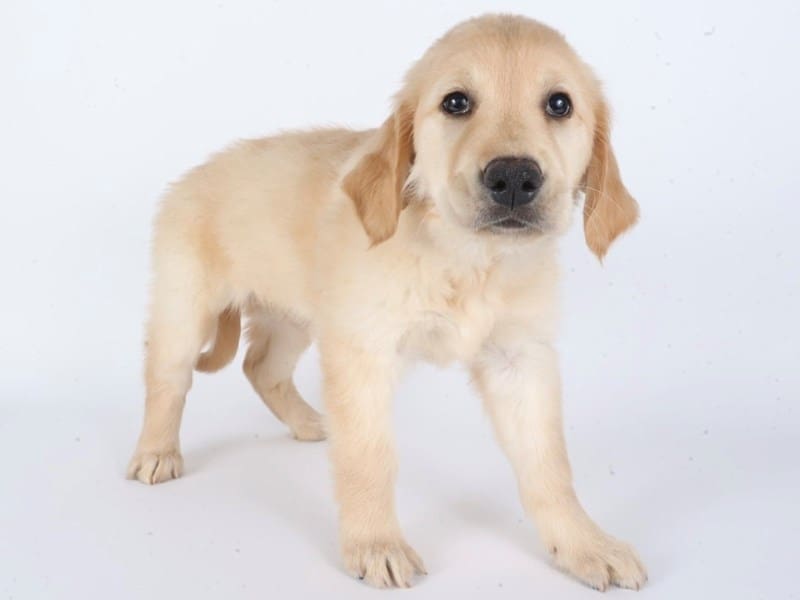 Golden Retriever-Dog-Female-Golden-5011962-XO PUPS