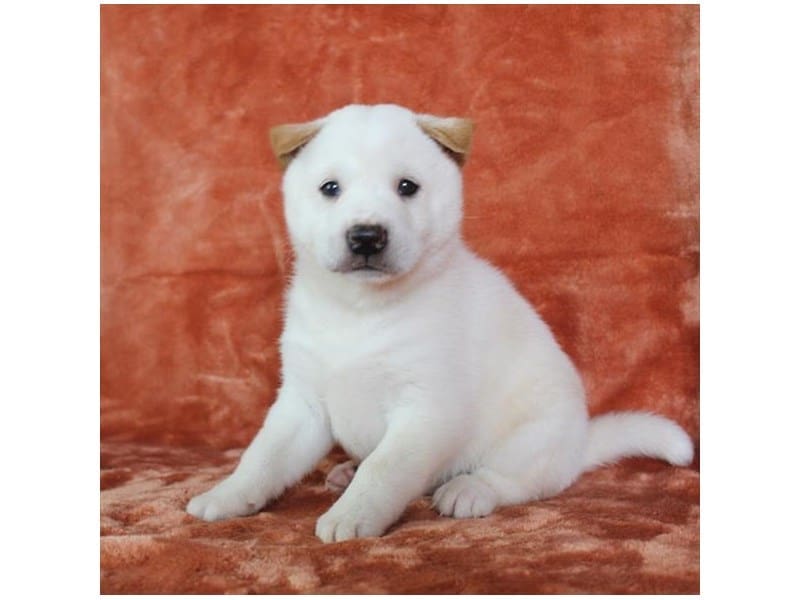 [#14617] Cream Male Shiba Inu Puppies For Sale #2