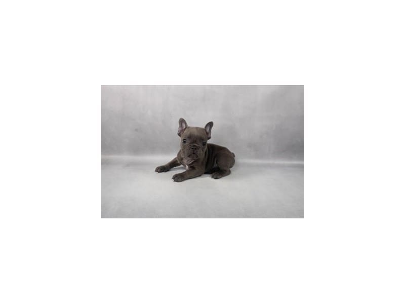 [#14618] Blue Male French Bulldog Puppies For Sale #2
