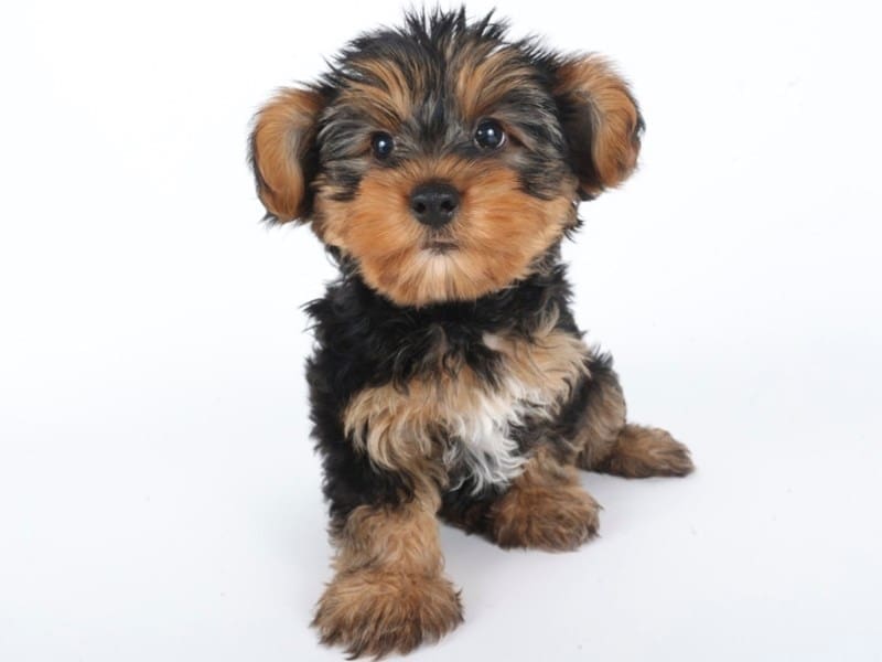 [#14613] Black/Tan Male Yorkiepoo Puppies For Sale #2