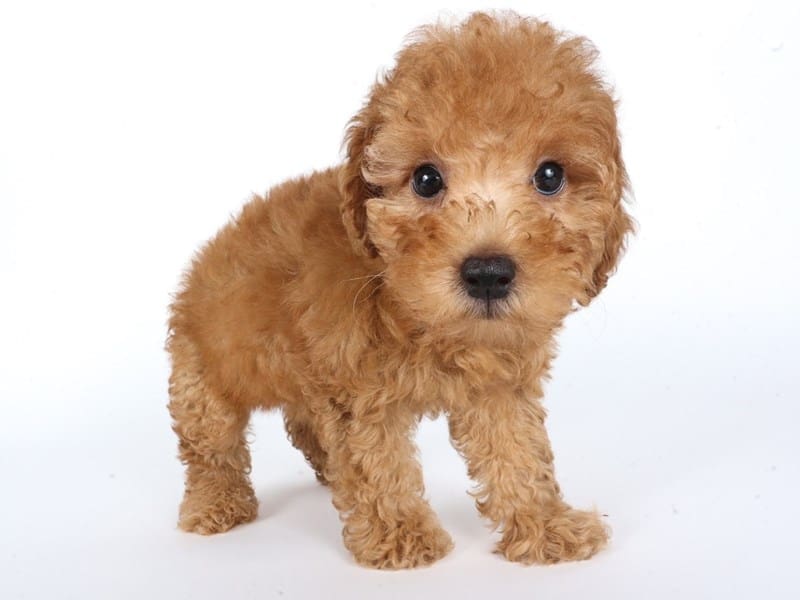 [#14623] Red Male Miniature Poodle Puppies For Sale #2