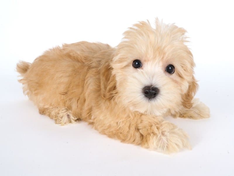 [#14624] Tan Female Cotonpoo Puppies For Sale #2