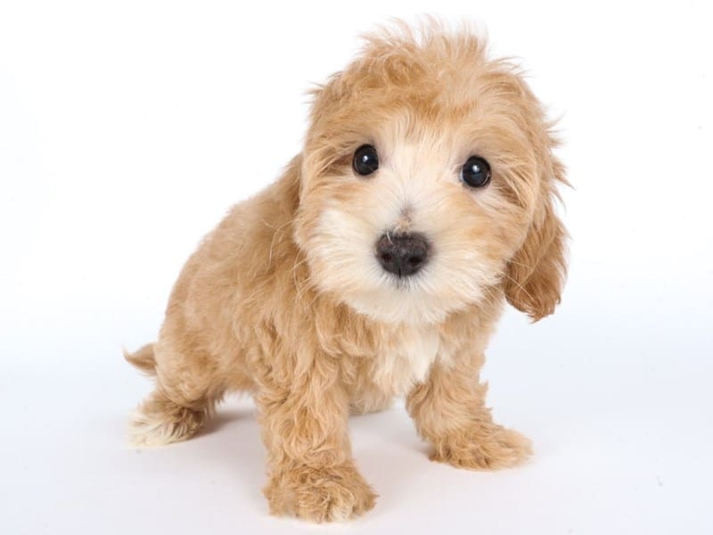 [#14625] Tan Female Cotonpoo Puppies For Sale #2